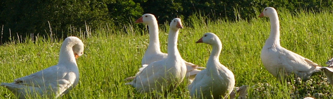 Geflügelhof Pötz